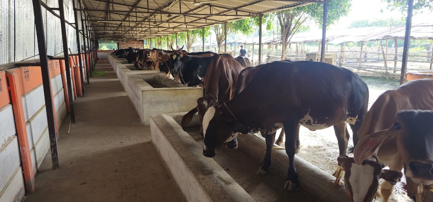 Go-Shala Cow Sanctuary